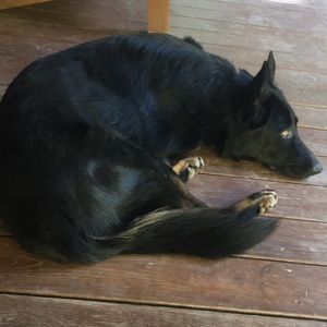 Meet your Posher, Alberta